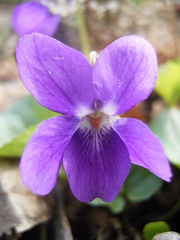 Violeta (Viola odorata) | Plantas aromáticas